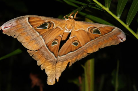 Boutique Bungalows - Mackay Tourism 23