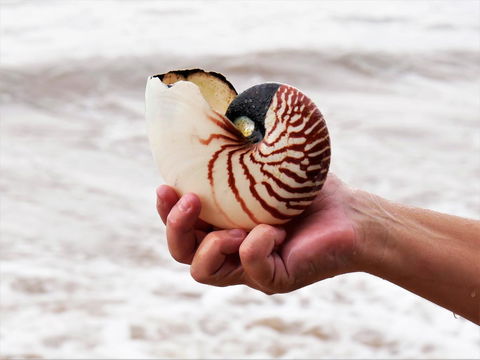 Boutique Bungalows - Mackay Tourism 9