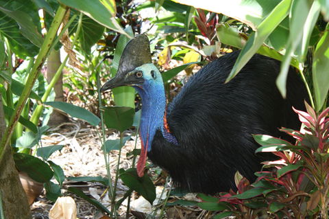 Boutique Bungalows - Mackay Tourism 16