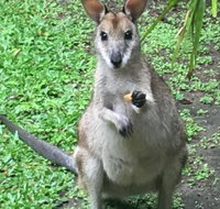 Bluewater Bed  Breakfast Cairns - Mackay Tourism