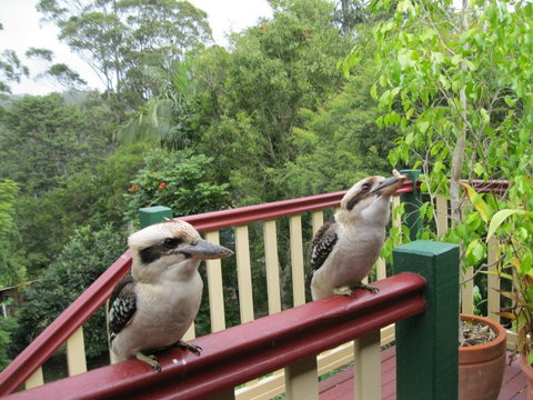 Shasta Place - Mackay Tourism 12