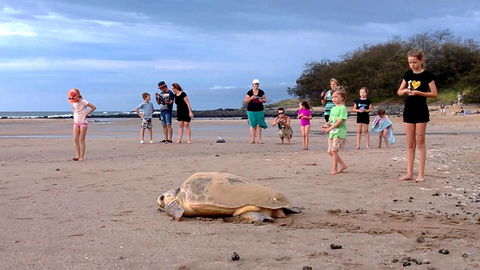 Dune On The Beach - Mackay Tourism 6