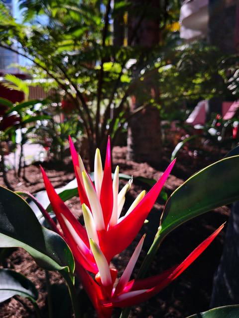 Enderley Gardens Resort - Mackay Tourism 14