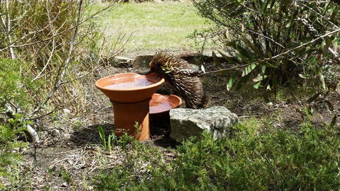 Wind Song Bed & Breakfast - Mackay Tourism 3