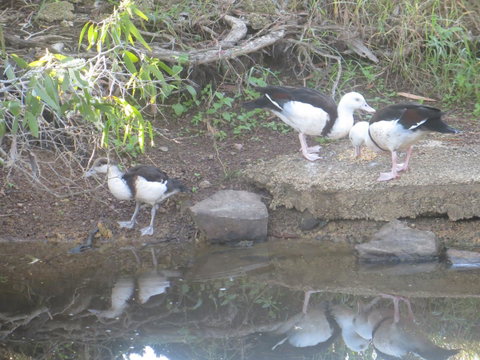 Hay Point Country BnB - Mackay Tourism 22