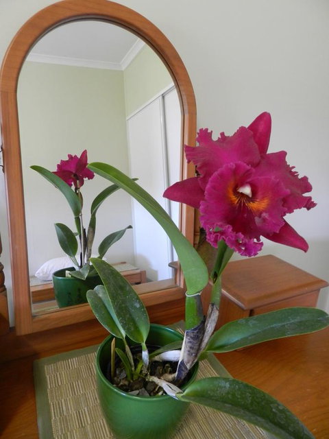 Hay Point Country BnB - Mackay Tourism 10