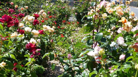 Cabernet Cottage - Mackay Tourism 3