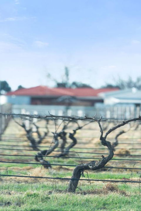 Crimson Ridge - Wines, Vines And Dine - Mackay Tourism 1