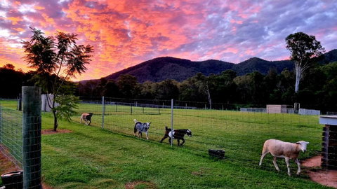 Fig Tree Farm B&B Highvale-Farmstay Near Brisbane! - Mackay Tourism 4