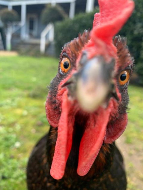 Farm Stay POPLAR Cottage At Wilindi Estate - Mackay Tourism 0