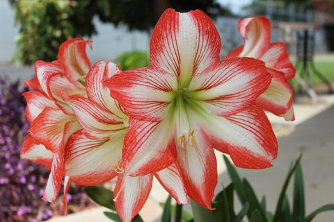 Golden Harvest Motor Inn Moree - Mackay Tourism 3