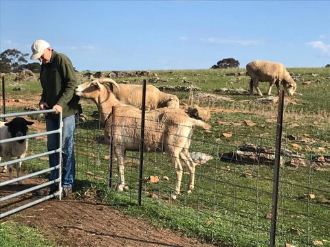 Gilgraves Vineyard Farmstay - Mackay Tourism 1