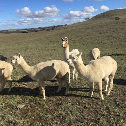 GOULBURN ALPACA FARM STAY - Mackay Tourism 0