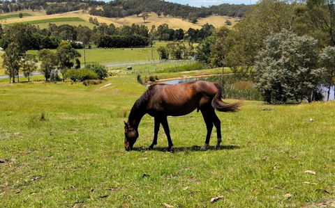 Honeycomb Hill Of Yarra Valley - Mackay Tourism 3