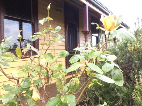 Albion Cottage - Mackay Tourism 0
