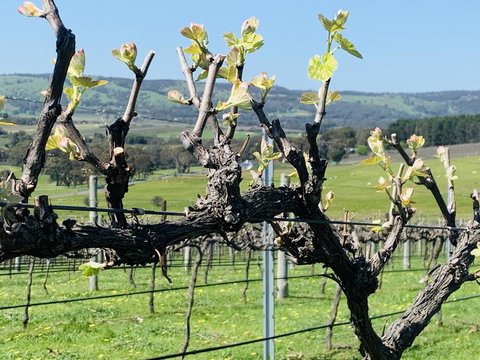 Amongst The Vines Deluxe Retreat - Mackay Tourism 1