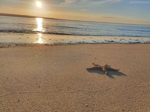 Matildas Of Kangaroo Island - Mackay Tourism 1