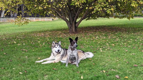 Mountain Culture Farm Stay - Pet Friendly - Mackay Tourism 2