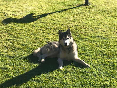 Mountain Culture Farm Stay - Pet Friendly - Mackay Tourism 3