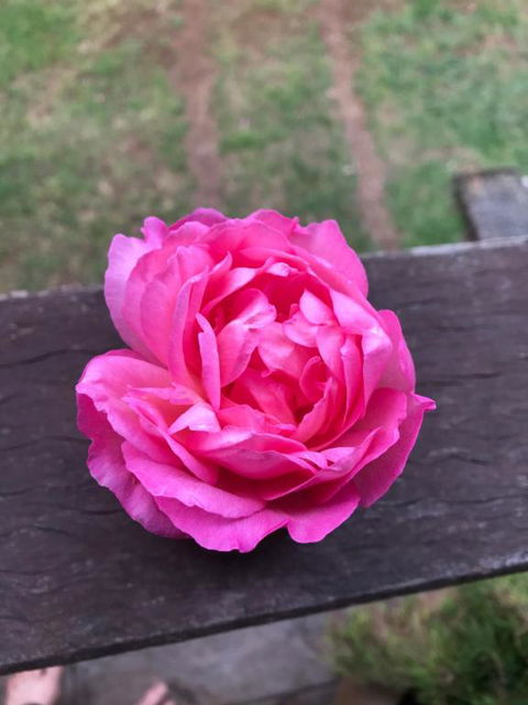 PK Illusions - Mackay Tourism 1