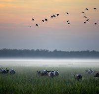 Bamurru Plains - Mackay Tourism