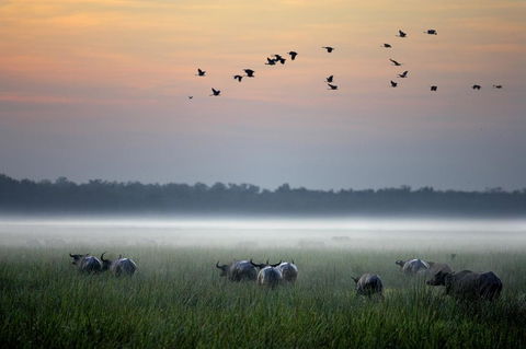 Bamurru Plains - Mackay Tourism 0