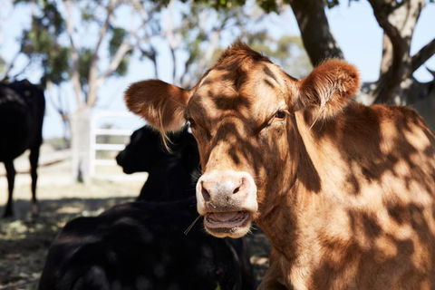 Ridgemill Estate - Mackay Tourism 3