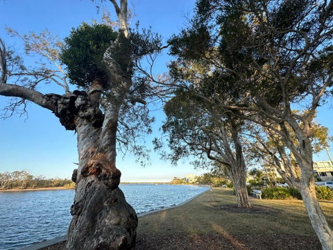 River Gum Apartment - Mackay Tourism 2