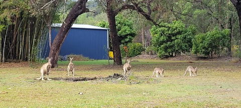 Roo Or 2 On Streeter - Mackay Tourism 0