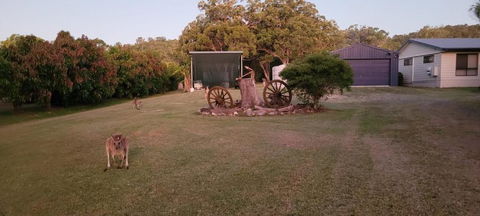 Roo Or 2 On Streeter - Mackay Tourism 1