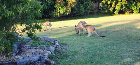 Roo Or 2 On Streeter - Mackay Tourism 3