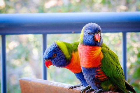 Sanctuary Lake Apartments - Mackay Tourism 1