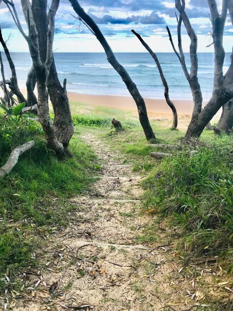 Shellies On The Beach Sawtell - Mackay Tourism 1