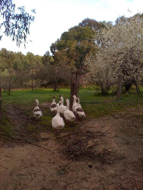 Bellbrae Harvest - Mackay Tourism 3