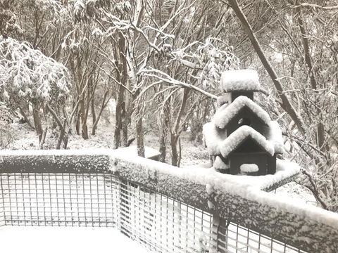 Belltrees - Mackay Tourism 1