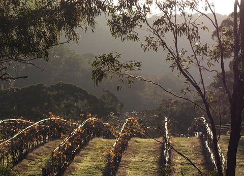 Blue House At Mountainside Wines - Mackay Tourism 2