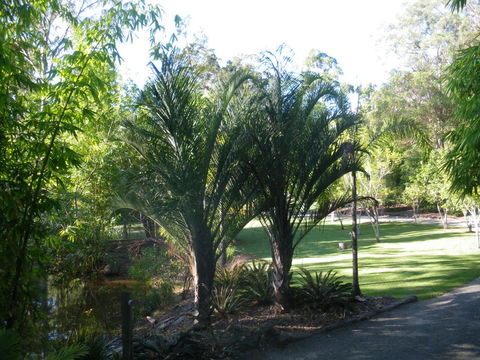 BoBRENE On Tamborine Nude Retreat - Quaint Cottage - Mackay Tourism 2