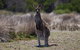 Great Ocean Road Tour With Lunch - thumb 1
