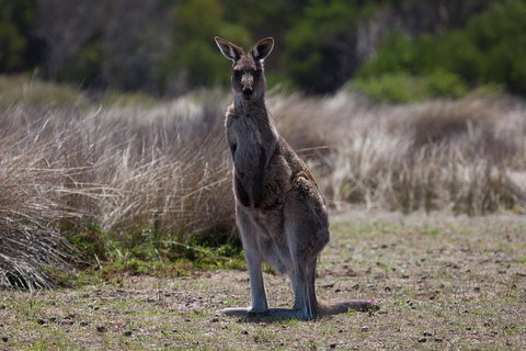 Great Ocean Road Tour With Lunch - Mackay Tourism 1