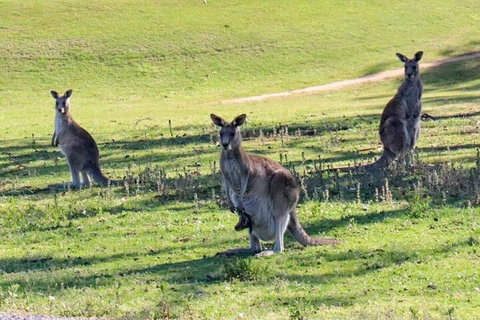Great Ocean Road Tour With Lunch - Mackay Tourism 2