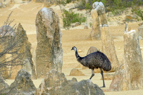 Private, Luxury Pinnacles Tour: Stargazing, Sand-boarding & Sightseeing - Mackay Tourism 5