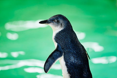 Penguin Island And Fremantle - Canoe, Chocolate & Coffee - Mackay Tourism 4
