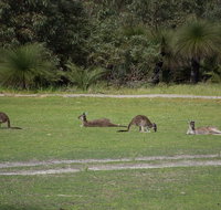 Yanchep  Lancelin - Wildlife Cave And Sands - Mackay Tourism