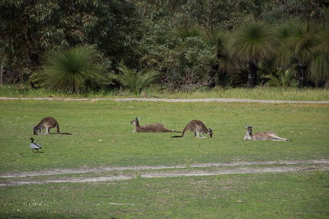 Yanchep & Lancelin - Wildlife, Cave And Sands - Mackay Tourism 0