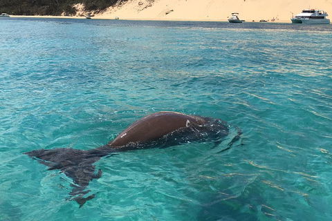 Cruise In Moreton Bay Marine Park And Moreton Island - Mackay Tourism 2