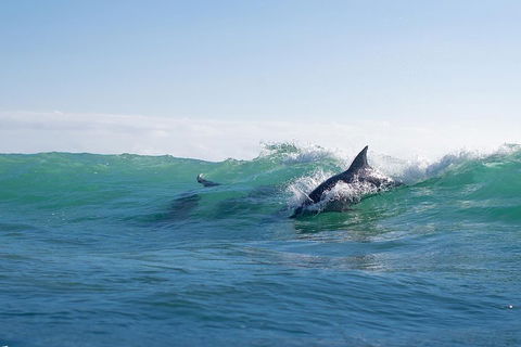 Private Tangalooma Wrecks Tour - Mackay Tourism 2