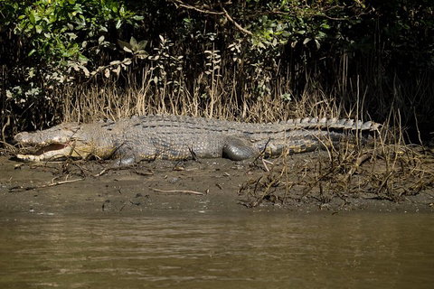 5-Day Best Of Cairns With Daintree, Kuranda, And Great Barrier Reef - Mackay Tourism 5
