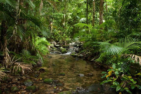 Cairns Reef And Rainforest Combo: Daintree Rainforest And The Great Barrier Reef - Mackay Tourism 1