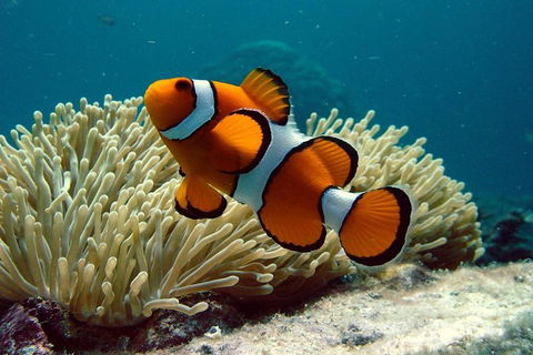 Cairns Reef And Rainforest Combo: Daintree Rainforest And The Great Barrier Reef - Mackay Tourism 2