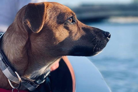1.5-Hour Boat Rental In Melbourne - Mackay Tourism 0